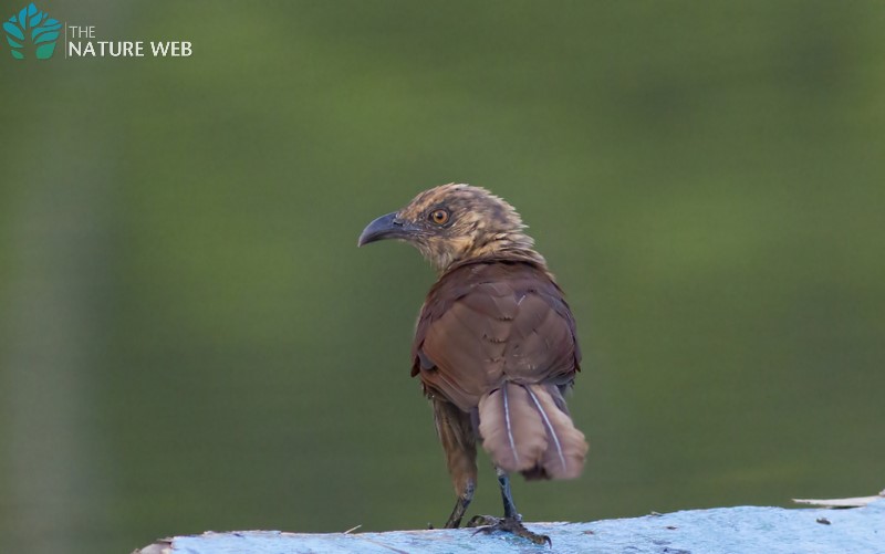 Perching Birds